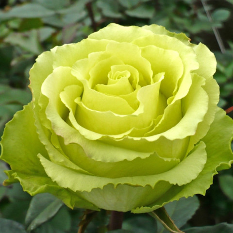 Троянда чайно-гібридна Лімбо (Limbo)