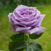 Троянда чайно-гібридна Мамі Блю (Mamy Blue)