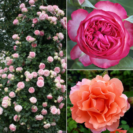 Комплект саженцев роз Розовое вдохновение