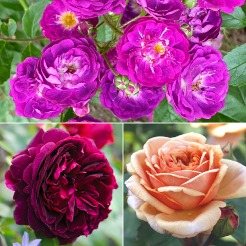 Комплект саженцев роз Розовое Варенье