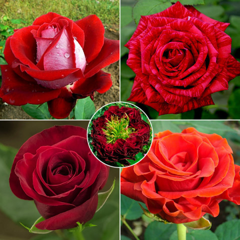 Комплект саженцев роз Любимый красный