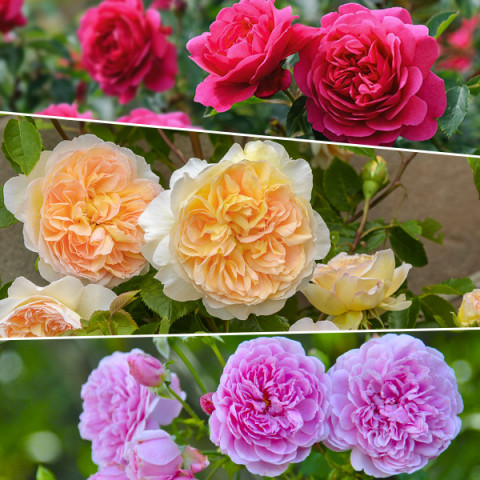 Комплект саженцев роз Рыцари прекрасной розы