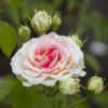 Комплект саженцев роз Сердце Англии