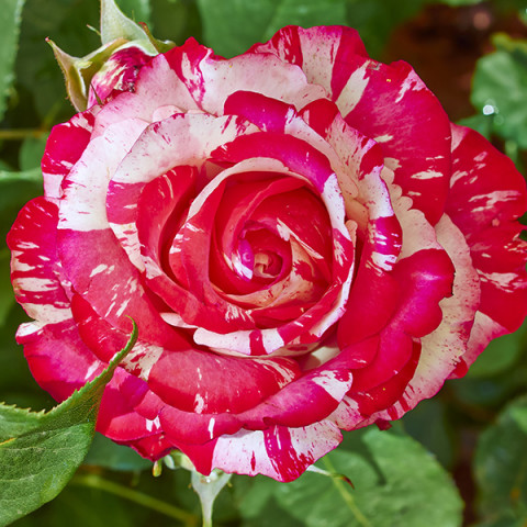 Троянда паркова Пападжена (Papagena)