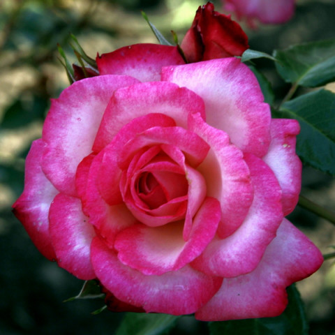 Роза плетистая Хендель (Handel)