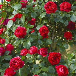 Роза плетистая Ред Эден Роуз (Red Eden Rose)