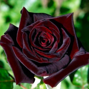 Чорні троянди