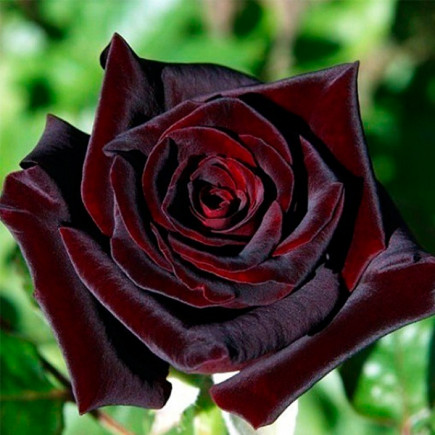Троянда Чорна Королева (Black Queen) штамб