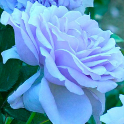 Троянда Блю Мун Витка (Blue Moon) (контейнер 2 л)