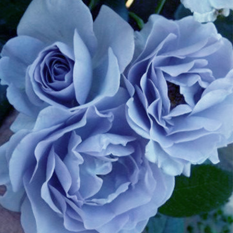 Роза Блю Мун Вьющаяся (Blue Moon)