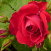 Троянда плетиста Фламентанц (Flammentanz)