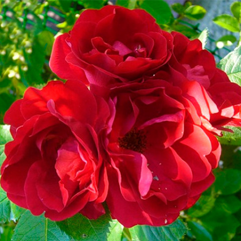 Роза плетистая Фламентанц (Flammentanz)