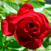 Роза плетистая Фламентанц (Flammentanz)