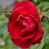Троянда плетиста Фламентанц (Flammentanz)