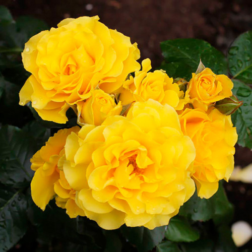 Роза плетистая Голден Шоуэрс (Golden Showers) - купить с доставкой по Украине, цена в — Яскрава Клумба