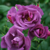 Троянда Вейченблау (Veilchenblau) (контейнер 2 л)