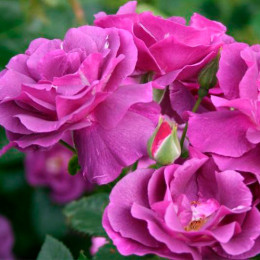 Троянда Вейченблау (Veilchenblau) (контейнер 2 л)