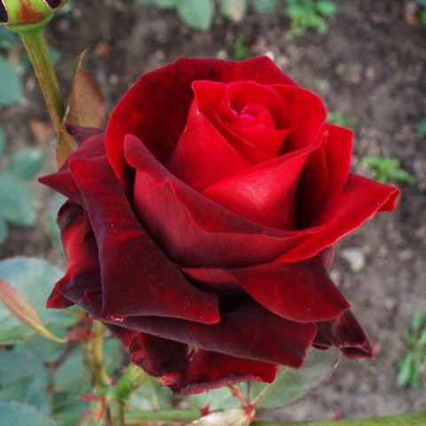 Роза плетистая Норита (Norita)