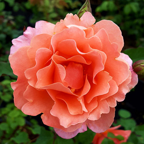 Троянда плетиста Рожева Перлина (Pink Pearls)