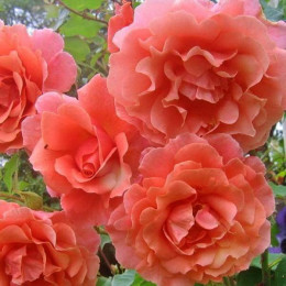 Троянда Рожева Перлина (Pink Pearls) (контейнер 2 л)