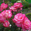 Роза плетистая Шарика Асма (Sharika-Asma)