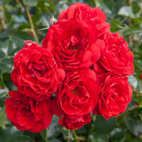 Троянда флорібунда Скарлет Боніка (Scarlet Bonica)