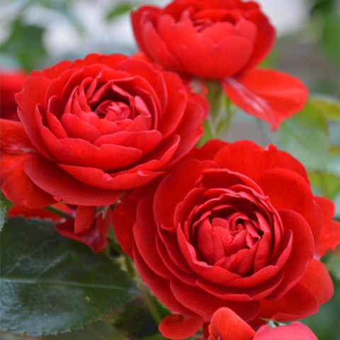 Троянда флорібунда Скарлет Боніка (Scarlet Bonica)