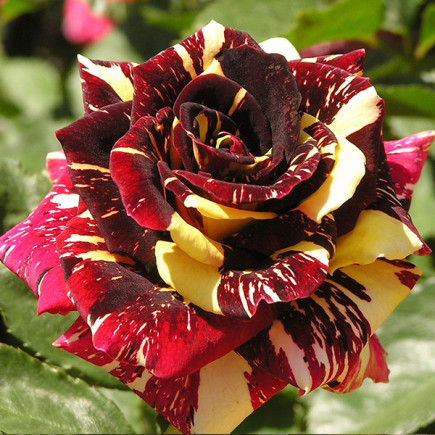 Троянда Абракадабра (Аbracadabra) витка штамб