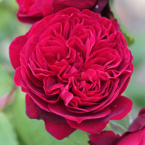 Троянда Бісантенер де Гійо (Bicentenaire de Guillot) штамб (контейнер 2.0 л)