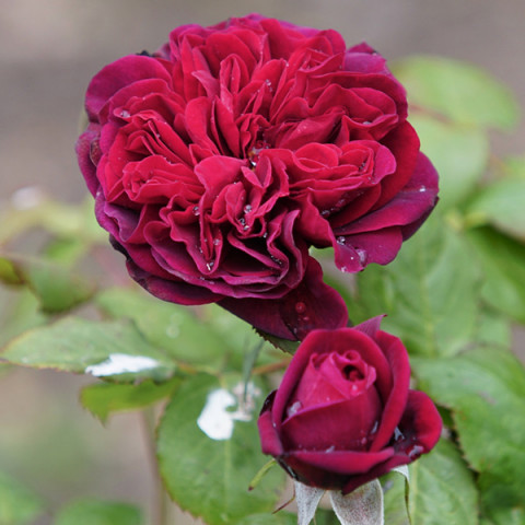 Троянда Бісантенер де Гійо (Bicentenaire de Guillot) штамб