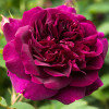 Комплект саженцев роз Сердце Англии