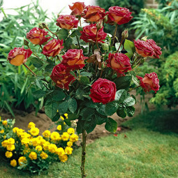 Роза Эдди Митчелл (Eddy Mitchell) штамб