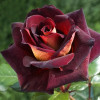 Троянда Едді Мітчел (Eddy Mitchell) штамб