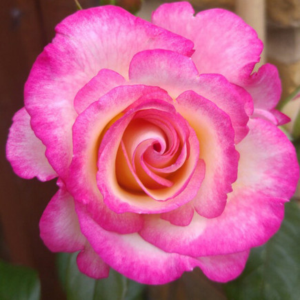 Троянда Хендель (Handel) витка штамб