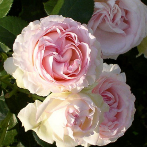 Роза Сердце розы (Heart of Rose) штамб (контейнер 2 л)
