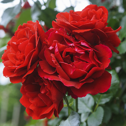 Троянда Краплина (Kapelka) штамб (контейнер 2.0 л)