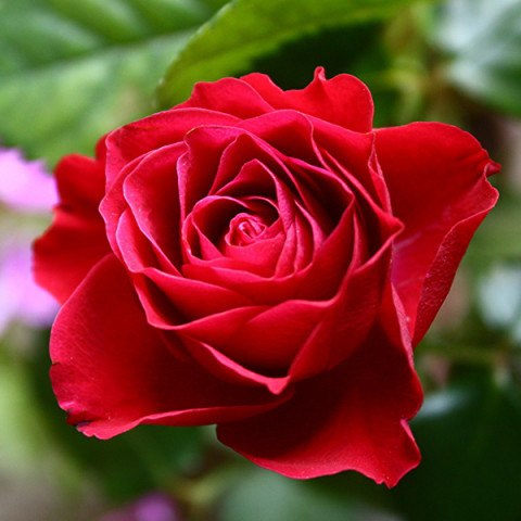 Троянда Краплина (Kapelka) штамб