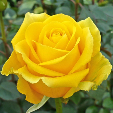 Троянда чайно-гібридна Керн (Kern)
