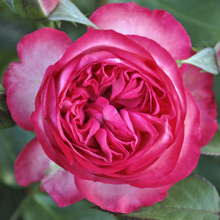 Троянда англійська плетиста Рожевий Лід (Pink Ice)
