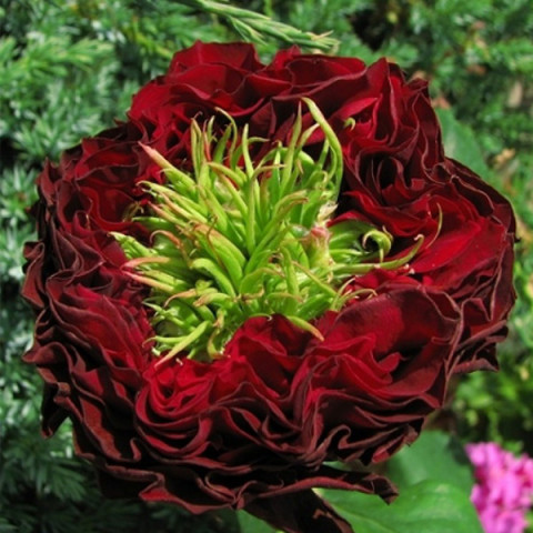 Троянда Червоне Око (Red Eye) штамб