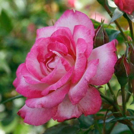Троянда Шаріка-Асма (Sharika-Asma) штамб (контейнер 2 л)