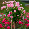 Троянда Шаріка-Асма (Sharika-Asma) штамб