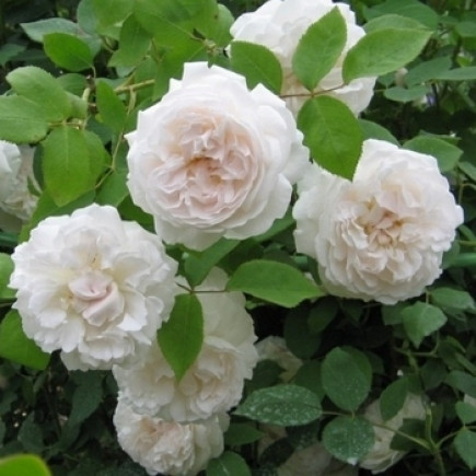 Троянда Сяюча наречена (Shining Bride) штамб
