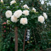 Роза Сияющая невеста (Shining Bride) штамб