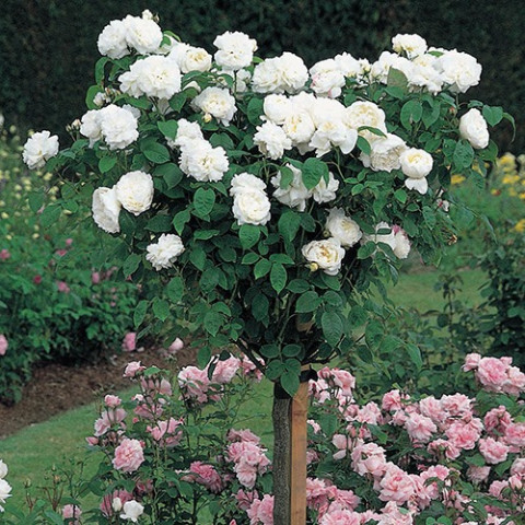 Троянда Біла Сенсація (White Sensation) штамб