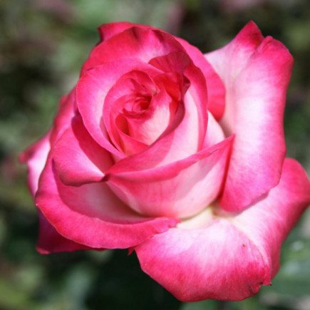 Троянда Ранок Парижа (Utro Parisa) штамб