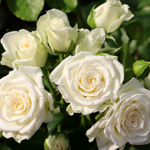 Троянда Вайт Леди (White Lady) штамб
