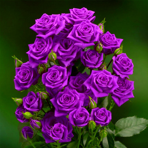 Роза спрей Фиолетовая контейнер 2 л