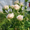 Троянда спрей Крем Грація (Cream Gracia)