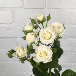 Троянда спрей Вайт Леді (White Lady) контейнер 2 л